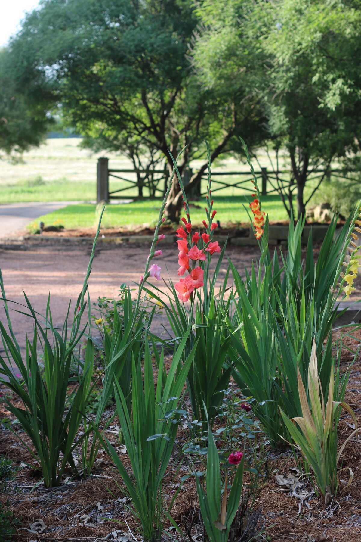 Country garden with red blooms